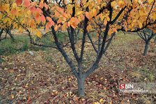 fall
