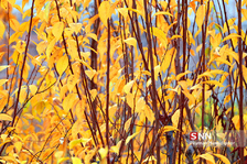 fall