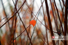 fall