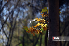 fall