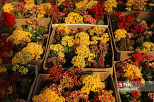 
بازار گل شهید محلاتی در آستانه سال نو