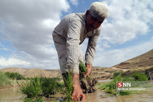 نشا برنج