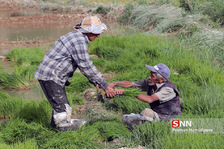 نشا برنج
