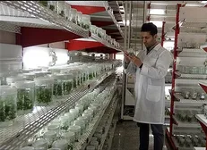بهینه‌سازی و تکثیر موسیر بومی از طریق کشت بافت در دانشگاه آزاد کرج تجاری‌سازی می‌شود