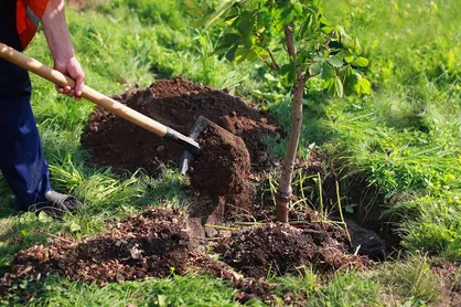 ۱.۱ میلیون نهال در استان اصفهان توزیع خواهد شد