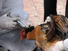 سمنان استانی عاری از آنفلوآنزای فوق‌حاد پرندگان