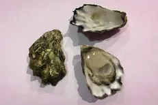 خون صدف: مرز جدیدی در مبارزه با عفونت