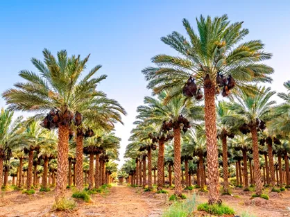 خرید تضمینی خرما به طور کلی از سیاست دولت خارج شده است