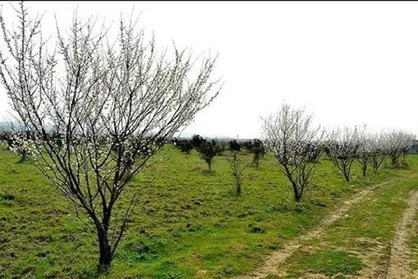 درخت کاری هدفمند می&zwnj;تواند محرومیت زدایی را دنبال کند