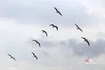 پرندگان مهاجر