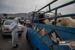 شثی