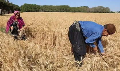 نرخ پیشنهادی ۲۳ هزار تومانی کشاورزان برای خرید تضمینی گندم