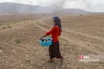 عشایر