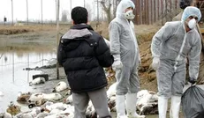 آمادگی برای پاسخ به شیوع بیماری آنفلوآنزای فوق حاد پرندگان