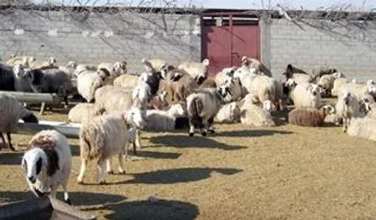 ملکی: دامداران دام عرضه نمی&zwnj;کنند تا به گرانتر بفروشند