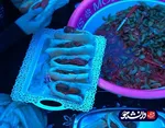 خدمت رسانی دانشجویان خواهر دانشگاه آزاد خوزستان به زائران حسینی