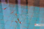 بمناسبت یکم اردیبهشت روز بزرگداشت سعدی