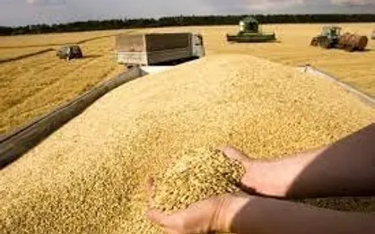 خرید تضمینی گندم از ۹.۵ میلیون تن گذشت