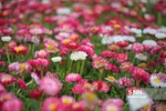 صدای پای بهار