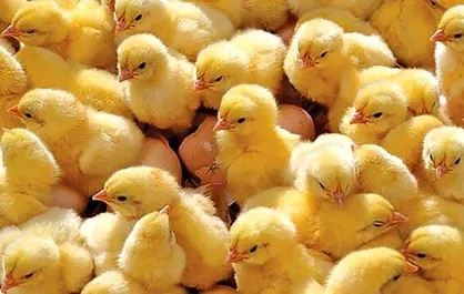 جوجه&zwnj;ریزی ۶۹ میلیون قطعه&zwnj;ای در آذربایجان غربی انجام شد
