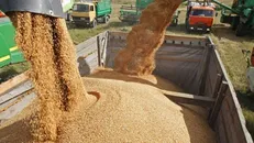 توزیع بیش از ۱۵۰۰ تن نهاده دامی در کهگیلویه