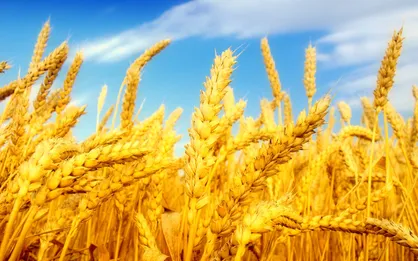 رونمایی از ۷ رقم زراعی جدید در کشور