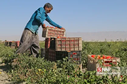 برداشت گوجه فرنگی از مزارع خراسان شمالی