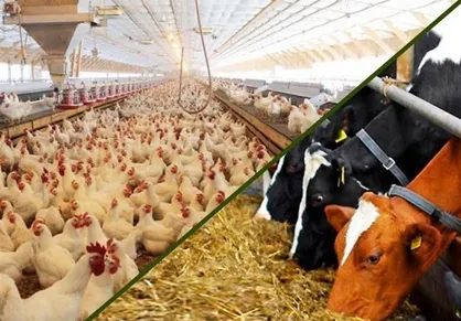 زنگ خطر کاهش نهاده های دامی به صدا درآمد