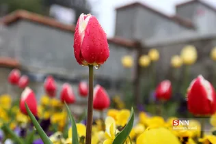 هوای بارانی تهران