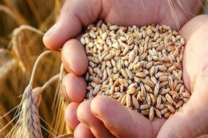 ابلاغ شیوه نامه واردات گندم