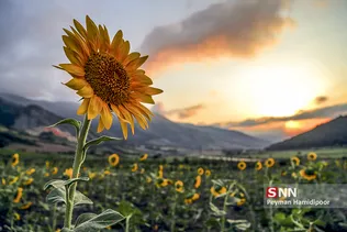 آفتاب گردون