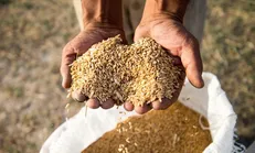 اعلام نرخ مصوب خرید تضمینی گندم از کشاورزان در سمنان