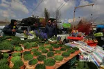 عیدماهی قرمز و سبزه شب عید