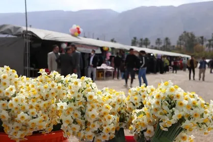 برگزاری جشنواره گل نرگس در شهرستان خفر