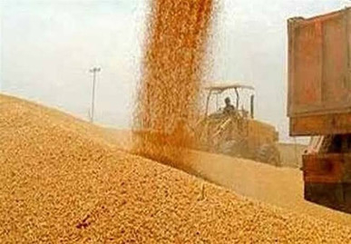 واریز تدریجی ۱۱۰ همت دیگر از مطالبات گندم‌کاران تا ۲۵ مرداد