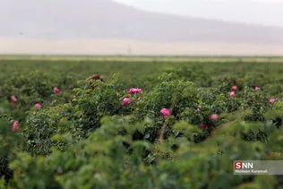  برداشت گل محمدی در قم 