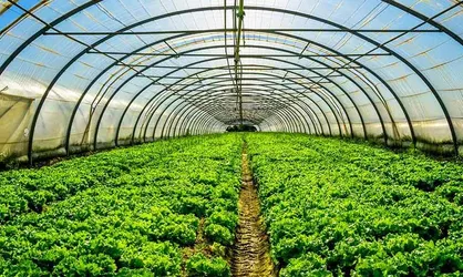 کشت&zwnj;های گلخانه&zwnj;ای در لرستان باید به ۴۴۰ هکتار افزایش یابد
