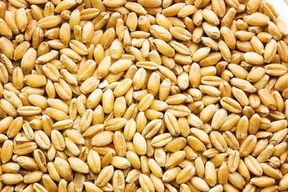 ورود اولین کشتی گندم به کشور در سال ۱۴۰۲
