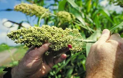 طراحی سامانه تحریک سیستم دفاعی گیاهان  / کاهش استفاده از آفت&zwnj;کش&zwnj;ها با نانوذرات امکان&zwnj;پذیر است