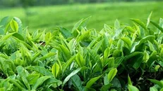 ۲۰۱۷ میلیارد تومان برگ سبز چای از چایکاران خریداری شد