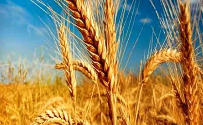 خرید یک میلیون و ۸۰۰ هزار تن گندم از گندمکاران