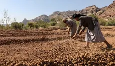 یمنی‌ها با توسعه بخش کشاورزی تحریم‌های غذایی را به چالش می‌کشند