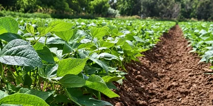 پیش&zwnj;بینی تولید ۲۴ هزار تن لوبیا در ازنا