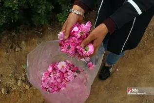  برداشت گل محمدی در قم 