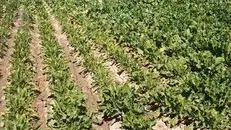 الگوی عملی در مسیر خودکفایی حوزه کشاورزی و امنیت غذایی