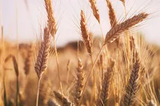 قیمت خرید تضمینی گندم باید اصلاح شود