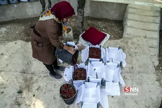 برداشت گیلاس