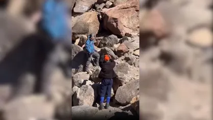 محبت&zwnj;های مسموم به خرس&zwnj;های سبلان/هشدار محیط&zwnj;زیست اردبیل درباره تهدید بقای گونه&zwnj;های نادر