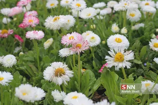 صدای پای بهار