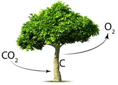 راکتوری جدید برای تبدیل دی اکسیدکربن به اکسیژن تولید شد